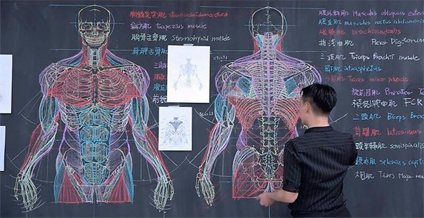 Познакомьтесь с талантливым учителем и практически живописцем Бен-Цюань Чанг, который рисует для своих учеников невероятные анатомические скетчи на доске