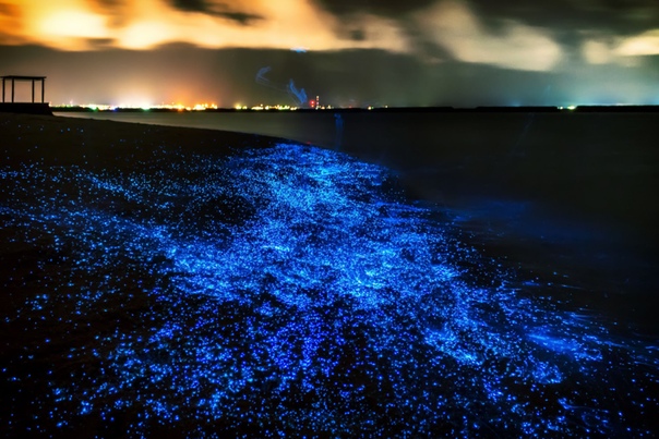 Одно из самых восхитительных зрелищ, которое можно увидеть ночью на берегу моря свечение биолюминесцентных креветок Это такое же захватывающее зрелище, как и наблюдение за звездопадом: только