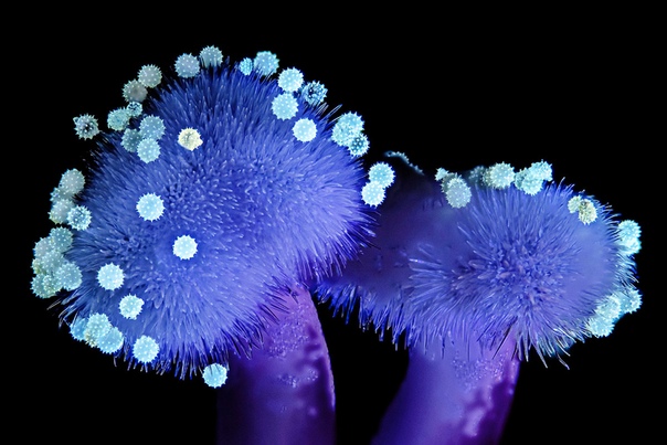 В ультрафиолете репродуктивные органы обычного гибискуса напоминают чуждые, таинственные формы жизни: то ли глубоководные, то ли внеземные Странными медузами кажутся рыльца верхние части