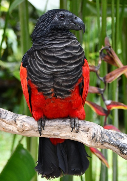 Попугай-Дракула настоящий гот среди птиц Черные как смоль клюв, голова и хвост, серо-черная грудь и алые перья, похожие на подкладку плаща, делают имя Дракула невероятно подходящим для этого