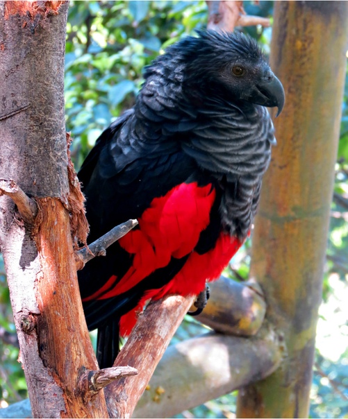 Попугай-Дракула настоящий гот среди птиц Черные как смоль клюв, голова и хвост, серо-черная грудь и алые перья, похожие на подкладку плаща, делают имя Дракула невероятно подходящим для этого