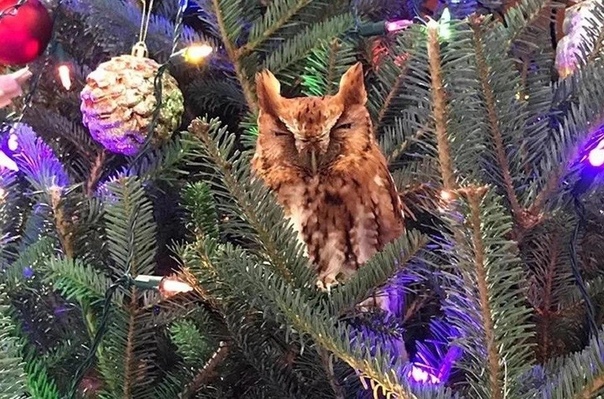 Семья из США нашла в своей рождественской елке настоящую сову. Она просидела там неделю.Когда члены семьи поняли, что у них на елке живет настоящая сова, они открыли окна и двери. Но птица