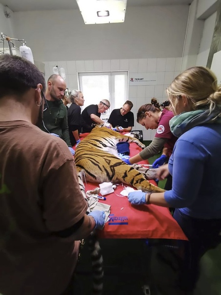 Врачи помогли большой кошке справиться со стоматологической проблемой. В 2013 году полиция конфисковала из частного владения на итальянской ферме шестилетнюю тигрицу по кличке Кара. В 2015 году