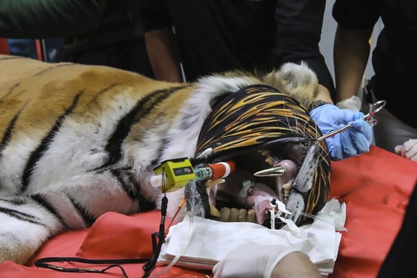 Врачи помогли большой кошке справиться со стоматологической проблемой. В 2013 году полиция конфисковала из частного владения на итальянской ферме шестилетнюю тигрицу по кличке Кара. В 2015 году