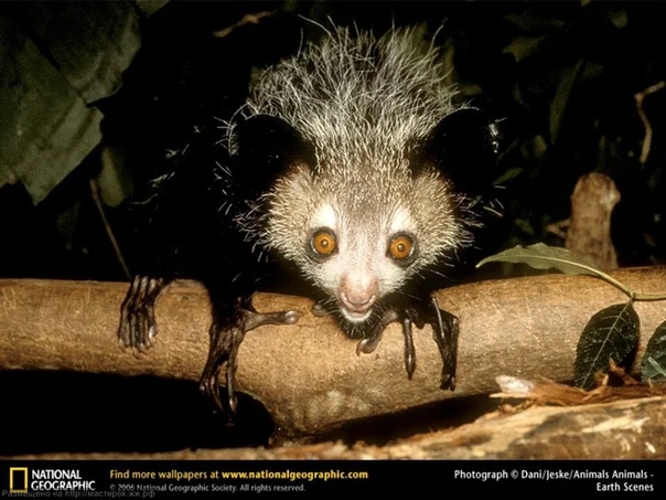ЧЁРТИК Ай-ай (лат. Daubentonia madagascariensis), или Мадагаскарская руконожка, была открыта в 1780 году путешественником Пьерром Соннера на западном берегу Мадагаскара. Сами мадагаскарцы,