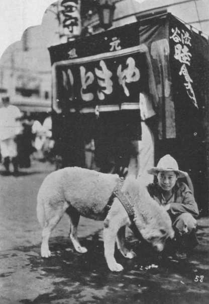 Хатико: редкие фотографии самой верной собаки в мире 