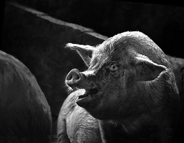 История одной фотографии «Самая большая свиноферма в Советском Союзе была построена по итальянскому проекту неподалёку от Нижнего Новгорода. На небольшом пятачке земли собрали 250 тысяч свиней.