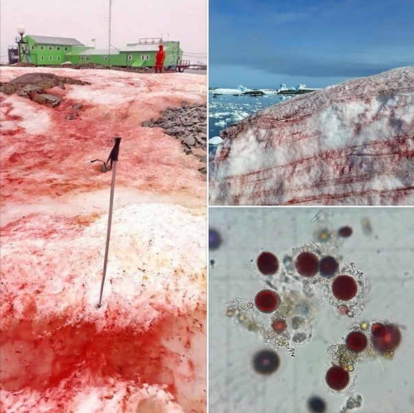 «Кровавый» снег в Антарктиде: еще один тревожный символ глобального потепления Полярники на антарктической исследовательской базе им. Вернадского сообщают о ярком феномене снег на обширной