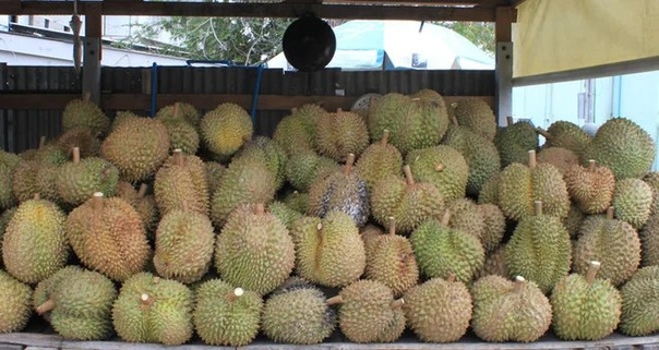ФРУКТ ДУНИАН Родиной дуриана является Юго-Восточная Азия. Во многих азиатских странах его называют королём фруктов. Считается, что в Таиланде вырастает самый вкусный дуриан, поэтому на местных