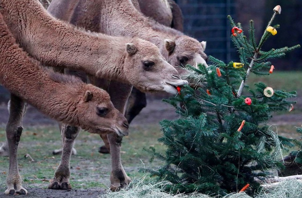 Верблюды лакомятся рождественской елкой в зоопарке Тирпарк. Берлин, Германия. Такие елки им приносят специально  верблюды очень любят и хвою, и кору. 