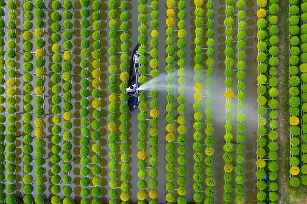 Вид сверху на цветочные ряды Фермеры на лодках ежедневно поливают 150 рядов хризантем.(Вьетнам, Донгтхап)Фото: TRUNG