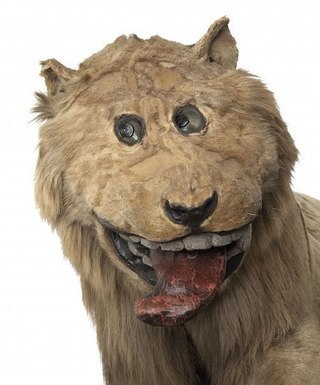 Фото чучела льва для шведского короля Фредерика I.