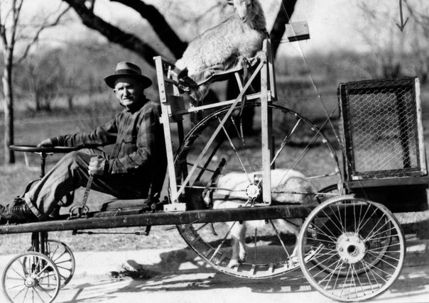 Фото козломобиля. Американский фермер демонстрирует свой козломобиль. Транспортное средство приводится в движение козлом, который находится в беговом колесе. Он мог достигать скорости до 15