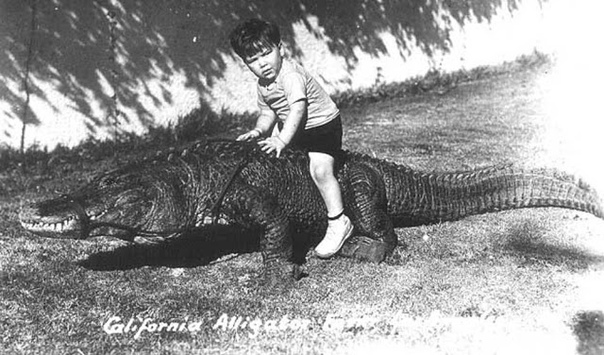 Серия ч/б фотографий 1900-х годов дети верхом на аллигаторах. 