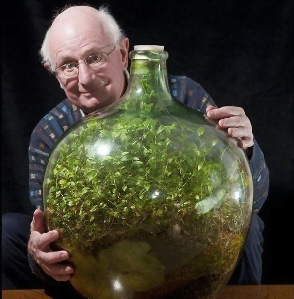 Экосистема в бутылке. Дэвид Латимер и его традесканция растение, которое он сорок лет назад посадил в бутылку, закупорил и ни разу не открывал. В бутылке образовалась экосистема, где растение