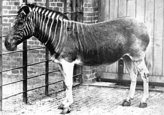 Фото вымершего подвида зебры Квагга. Последний живой представитель таких зебр был сфотографирован в Зоопарке Лондона в 1870