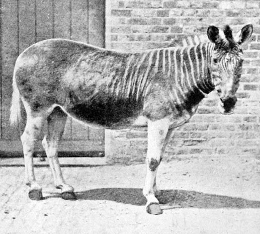 Фото вымершего подвида зебры  Квагга.