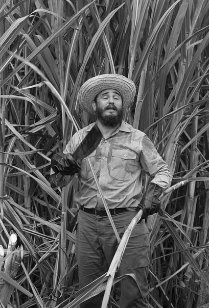 Фотография, на которой Фидель Кастро демонстрирует, как правильно рубить тростник Куба. 16.07.1969 г.