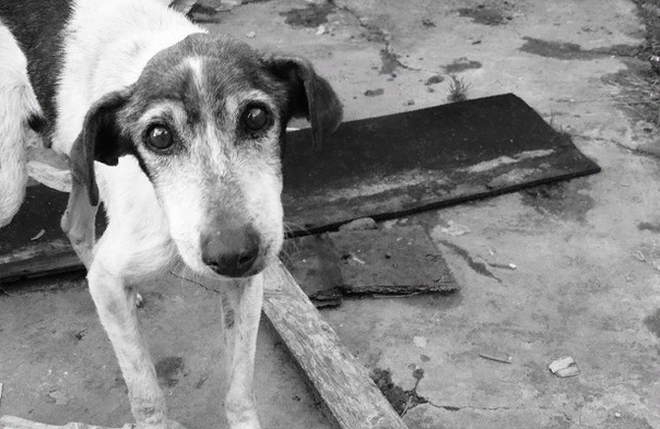 «Еще одна сторона чернобыльской катастрофы»: как сейчас живут бездомные собаки в зоне отчуждения 