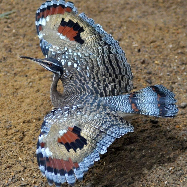 Солнечная цапля- птица-бабочка (eurypyga helias)