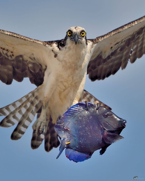 Голландский фотограф поймал в объектив скопу (морской орел), несущую свой обед Фото: Michiel Oversteegen