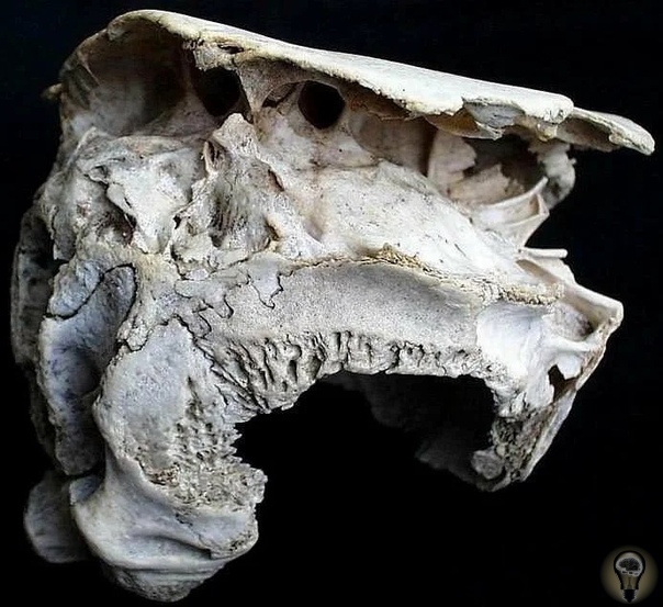 Древний череп, происхождение которого вызвало много вопросов Загадочный череп обнаружили в 2001 году, но история обнаружения этого черепа, не менее удивительна, чем сам череп.Мужчина, который
