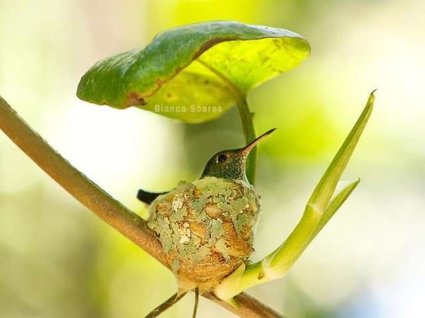 Гнездо колибри