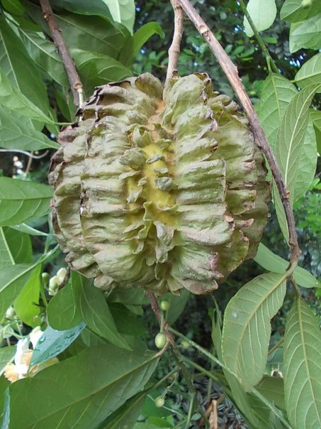 Карпотроше бразильская (Carpotroche brasiliensis) Carpotroche brasiliensis это род кустарников и деревьев семейства Achariaceae. Плоды крупные, около 13 см длиной, в бахромчатой капсуле,