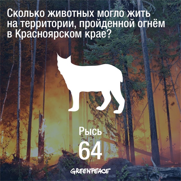 По данным Grееnpeace из-за пожаров в Красноярском крае могло погибнуть более 13 тысяч животных. Шокирующие цифры, вред, который был нанесен природе, просто