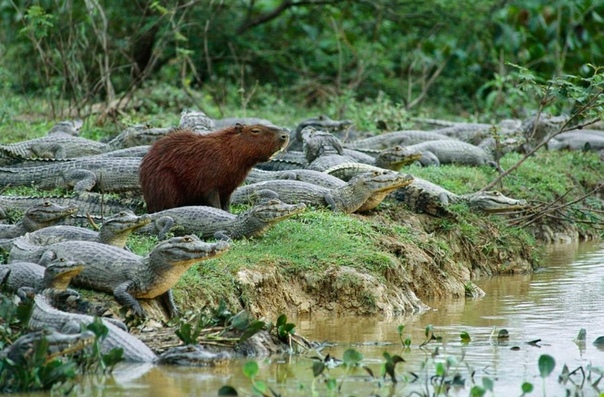 Свой среди чужих Капибара на берегу реки среди кайманов в Национальном парке Пантанал, Бразилия. Капибара самый крупный среди современных грызунов, достигает веса 65 кг. Некоторое время