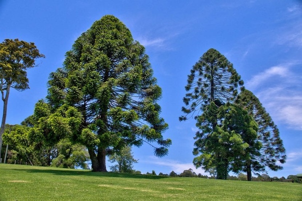 Просто огромные шишки араукарии Бидвилла! Араукария Бидвилла большое вечнозеленое хвойное дерево, которое может достигать в высоту до 30-45 метров. Но, даже судя по величине этого растения, вряд