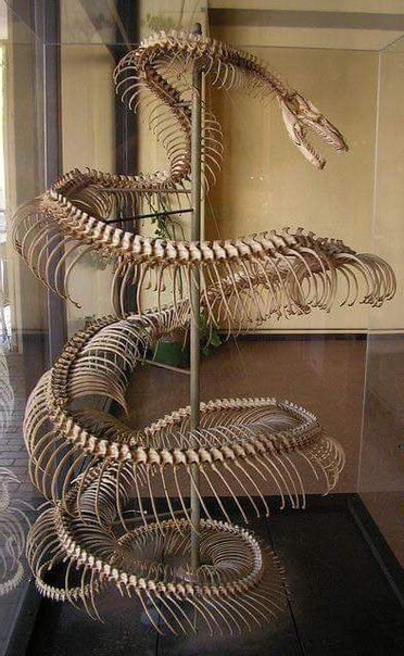 Скелет 8-метровой анаконды