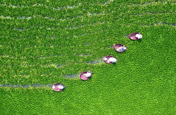 Фермеры собирают водяные каштаны, Хуайань, Китай. 