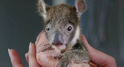 В АВСТРАЛИИ ДЕТЕНЫШУ КОАЛЫ НАЛОЖИЛИ ГИПС РАЗМЕРОМ С ЧЕЛОВЕЧЕСКИЙ ПАЛЕЦ Малыш упал с дерева и сломал лапку в зоопарке Мельбурна.Обычно коалы до полугода растут в сумке у матери, но этой малышке