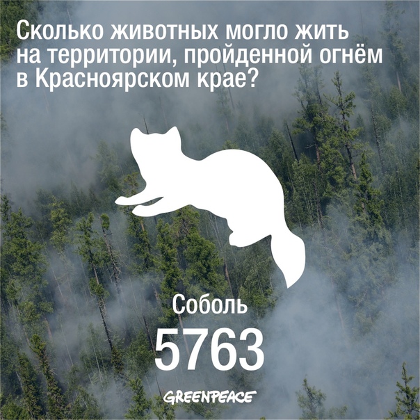 По данным Grееnpeace из-за пожаров в Красноярском крае могло погибнуть более 13 тысяч животных. Шокирующие цифры, вред, который был нанесен природе, просто