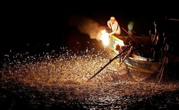 Вместо живца: как ловят рыбу на огонь Не только насекомых привлекает свет в темноте, но и некоторых рыб. В основном на него плывут скумбрия, сардина, сельдь и другие виды пелагических рыб.Они