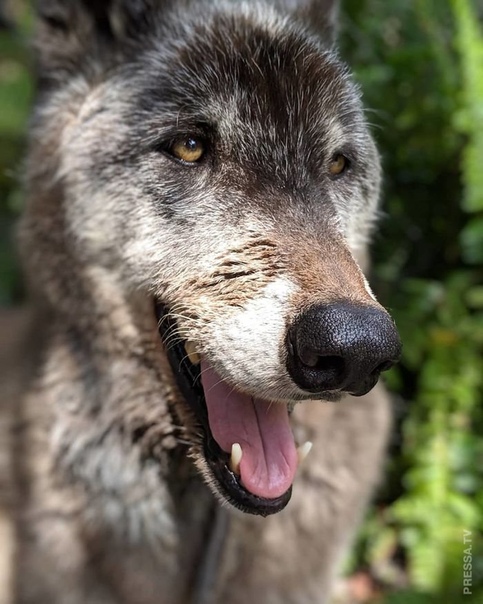 Юки - волкособ с непростой судьбой Волкособ (Wolfdog) - это смесь волка и домашней собаки, которые являются представителями одного и того же вида. Юки - один из волкособов в приюте Приют