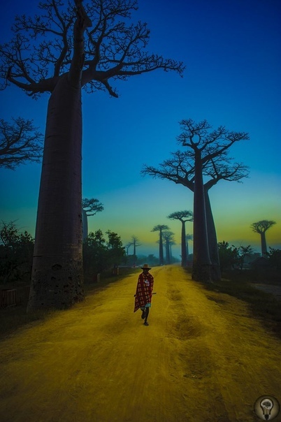 Мадагаскар (Madagascar): Богатейшая природа, красота национальных парков и особенности общения с местными жителями. Часть 1 Первыми русскими, ступившими на землю Мадагаскара, были безымянные