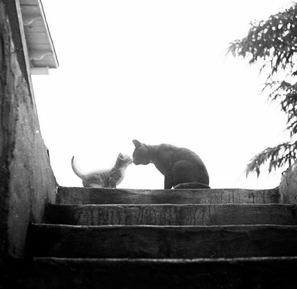 Уолтер Чандоха 70 лет фотографировал кошек