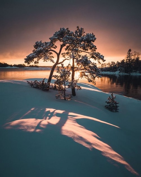 Фотограф делает идеальные снимки одиноких деревьев на фоне безмятежных финских пейзажей 