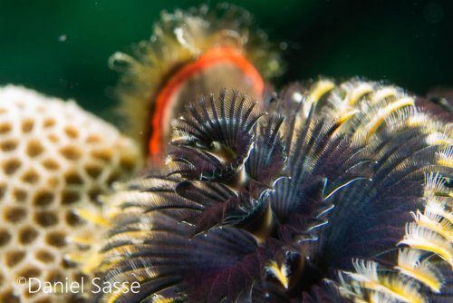 Когда даже подводные черви напоминают о зимних праздниках Дэниел Сасс (Daniel Sasse) защитник морской среды, подводный фотограф и видеооператор, отмеченный наградами, а также владелец
