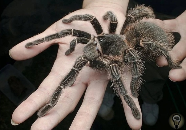 Доисторические пауки из Конго. Согласно современным научным знаниям, самым большим пауком в мире является Ptaszni goliat, весящий около 250 граммов, а расстояние между его лапками составляет