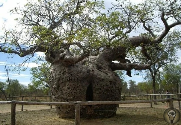 Интересные факты о баобабе: дереве, которое не горит в огне и живёт 5 тысяч лет