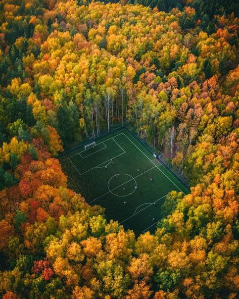 Футбол в лесу. 