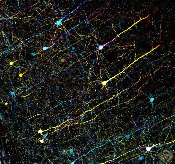 Как нейроны отличают нужные контакты от ненужных Работая с информацией, мозг перетасовывает нейронные цепи: между нервными клетками постоянно формируются новые контакты-синапсы и разрываются