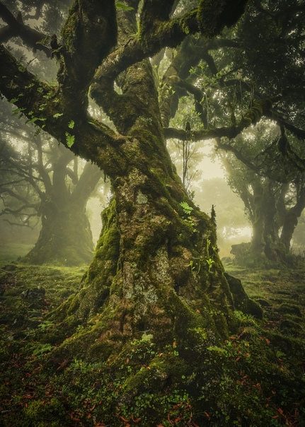 Одинокое дерево Мадейра, Португалия.Фото: Ane Butawitsch