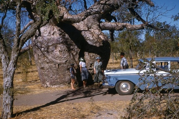 ЭТО ПОХОЖЕ НА ПРАВДУ. БАОБАБ - ДЕРЕВО-ТЮРЬМА В АВСТРАЛИИ Австралийское дерево баобаб, в отличии от баобабов Мадагаскара и материковой Африки, представляет собой большое дерево с большим