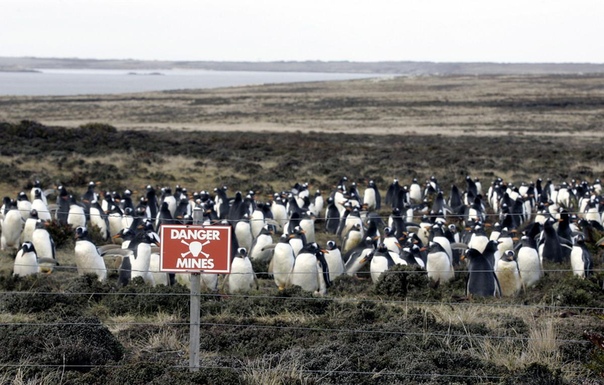 Северные хохлатые пингвины на минном поле в бухте idney Cove, неподалеку от Порт-Стэнли Остров Восточный