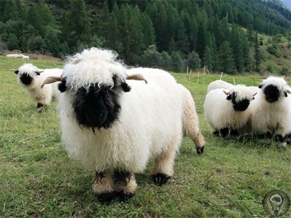 ЧЕРНОНОСЫЕ ОВЦЫ - МИЛАШКИ . Валлийских черноносых овец (Walliser Schwarznasenschaf) разводят в Швейцарии, в основном для мяса и шерсти. Это горная порода, хорошо приспособленная к пастбищному