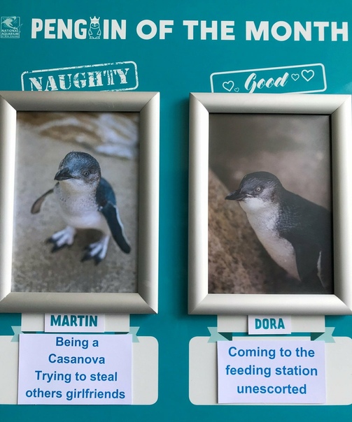 Океанариум в Новой Зеландии каждый месяц выбирает самого «лучшего» и «худшего» пингвина Самое главное это пояснения. Например, пингвин Мартин однажды был признан «худшим», потому что «вел себя